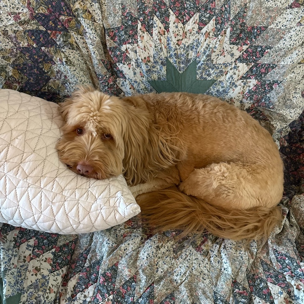 Meet your Posher, Marie